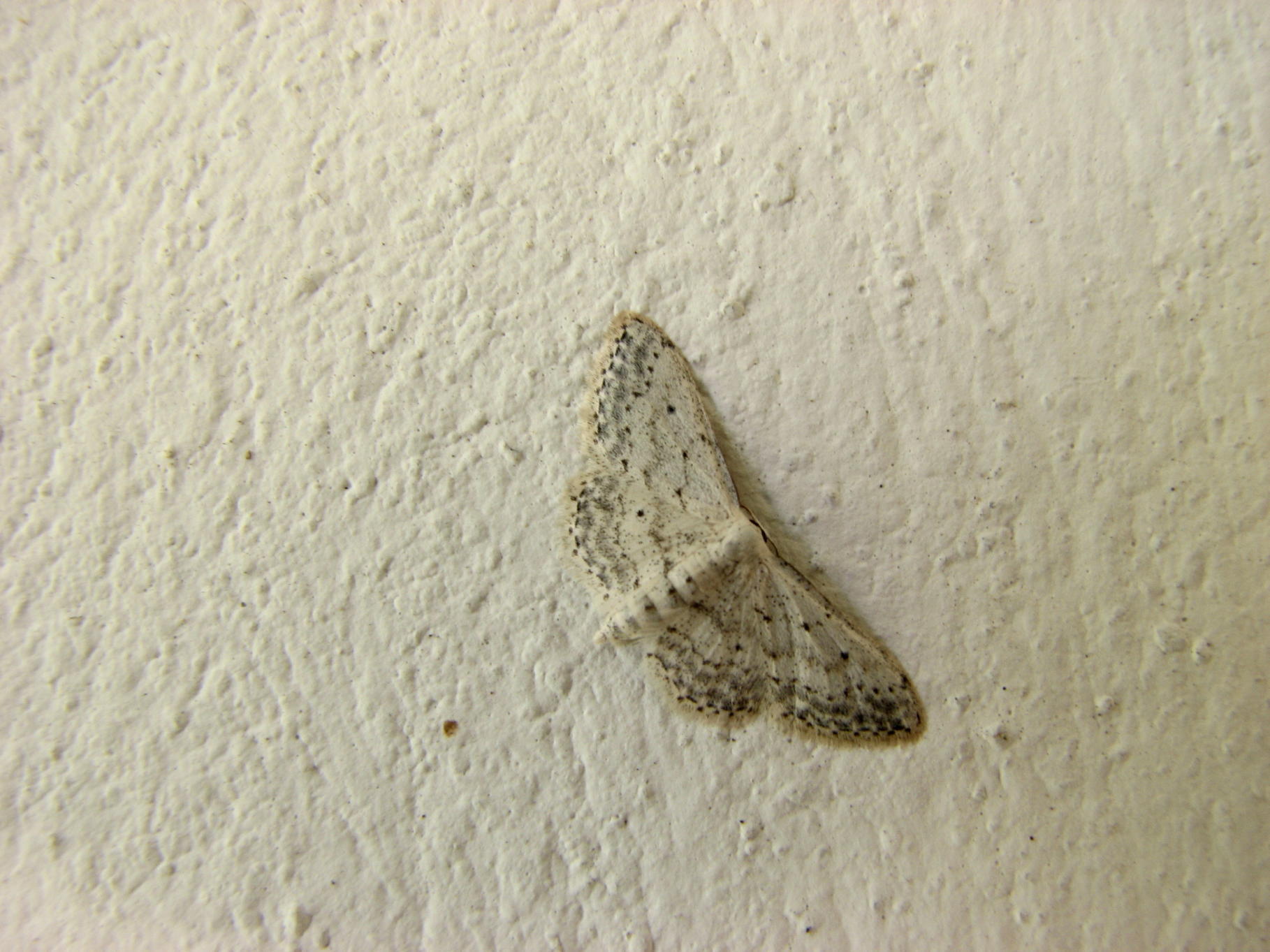 farfalla notturna - Idaea seriata